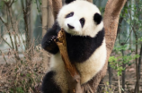 大熊猫美香一家年底即将回国，专家共同努力保障归途安全