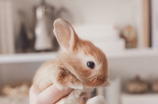 色兔兔(色兔兔，迈向健康美的新食材)